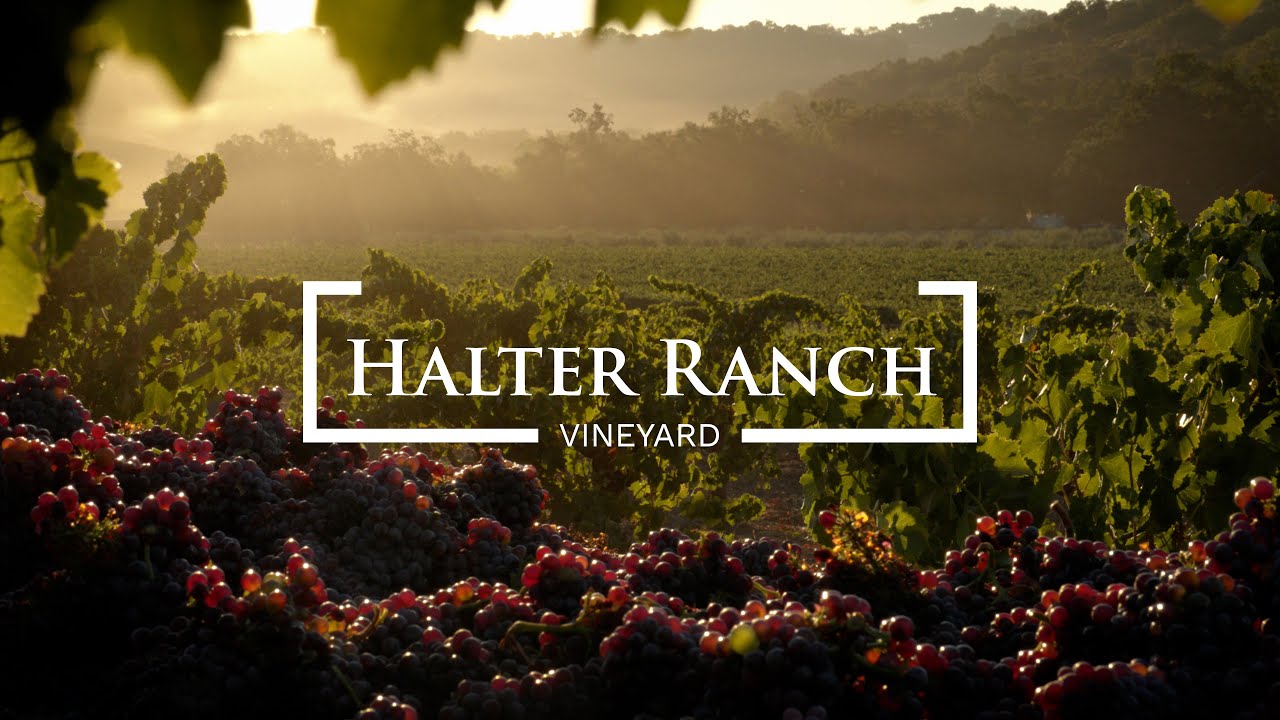 How are Grapes Harvested?