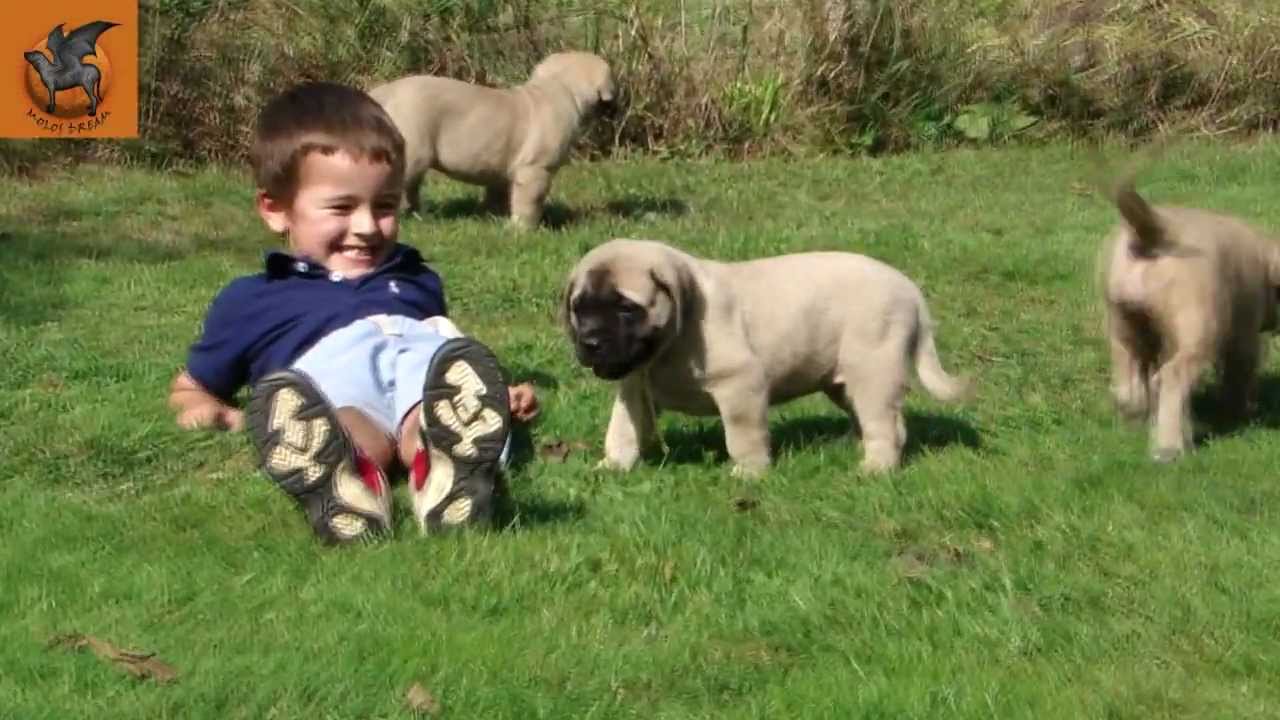 Mastiff Puppies - 6 weeks old