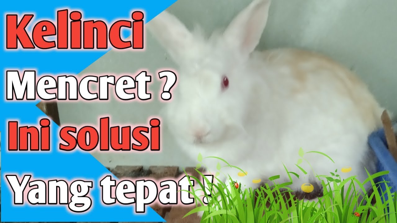 Penyebab kelinci mencret dan solusinya