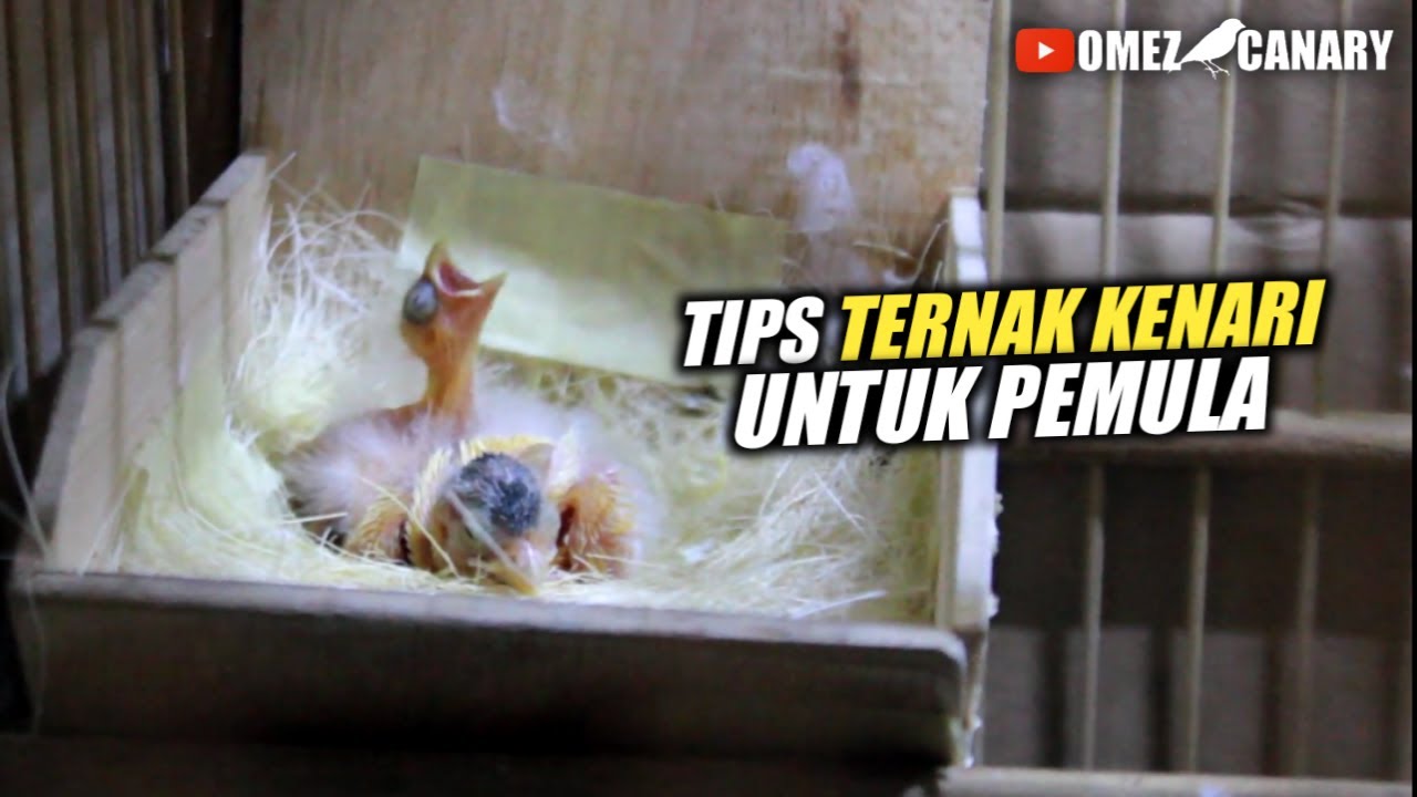 Untung Rugi Ternak Burung Kenari buat pemula | Modal & Persiapan