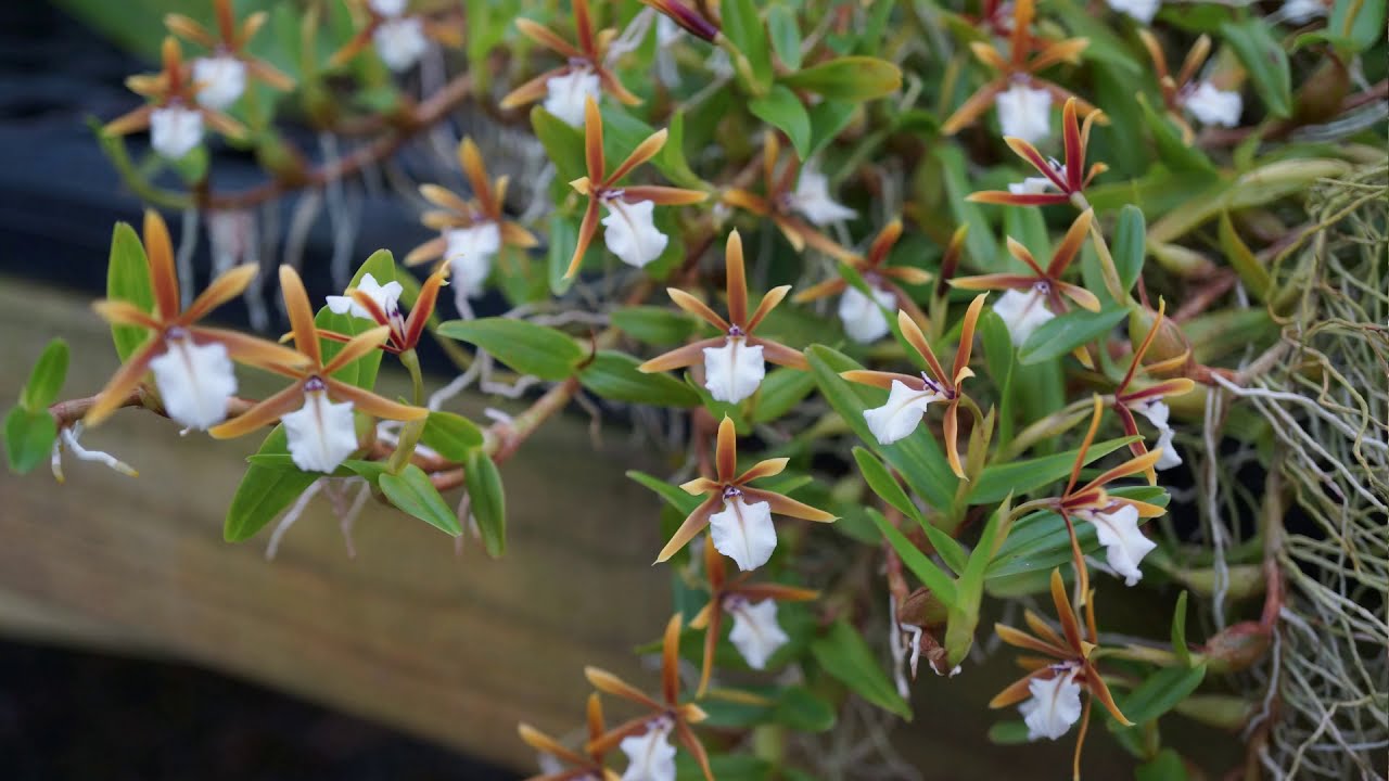 World's Largest Encyclia polybulbon