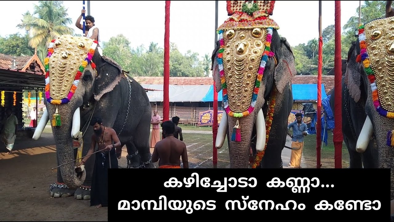 MADHURAPURAM KANNAN l കഴിച്ചോടാ കണ്ണാ...മാമ്പിയുടെ സ്നേഹം കണ്ടോ