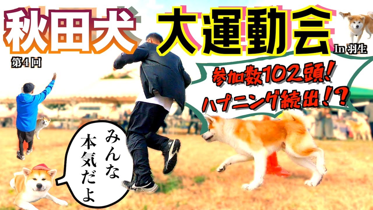 秋田犬大運動会❗️in羽生　４回目を迎えた今回の参加数はなんと102頭❗️こんだけ集まってなにも起きないわけがない😁