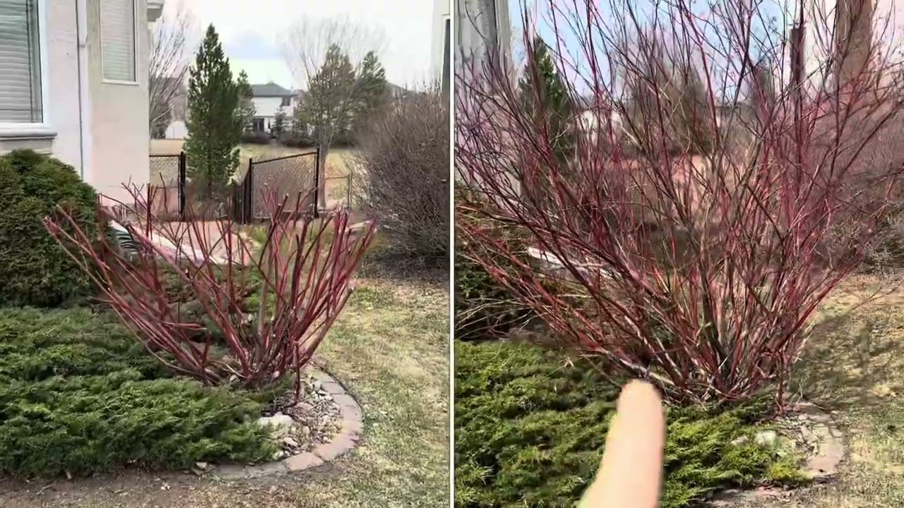 Early Spring Tree and Shrub Maintenance