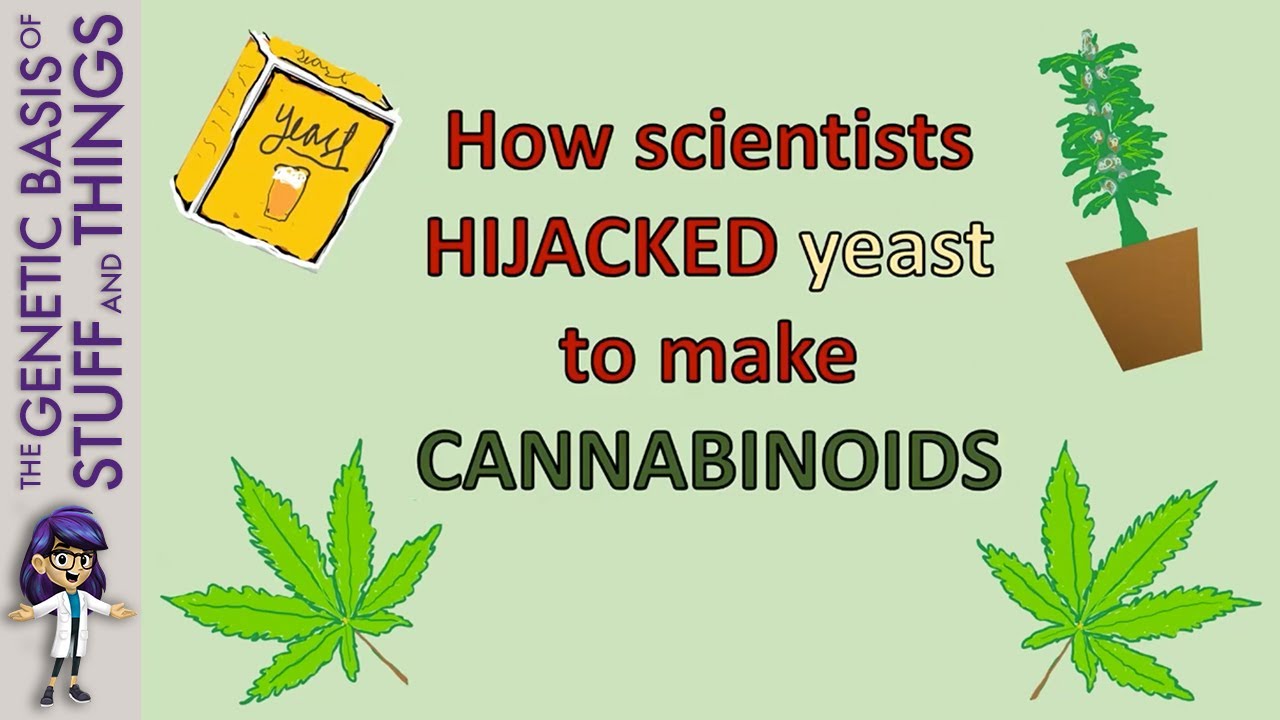 Scientists HIJACKED yeast to make CANNABINOIDS!!!