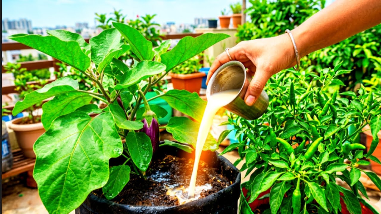 செலவே இல்லாத பயிர் ஊக்கி | | Giving Manure To Plants | | Trending | | Terrace Garden | | Gardening
