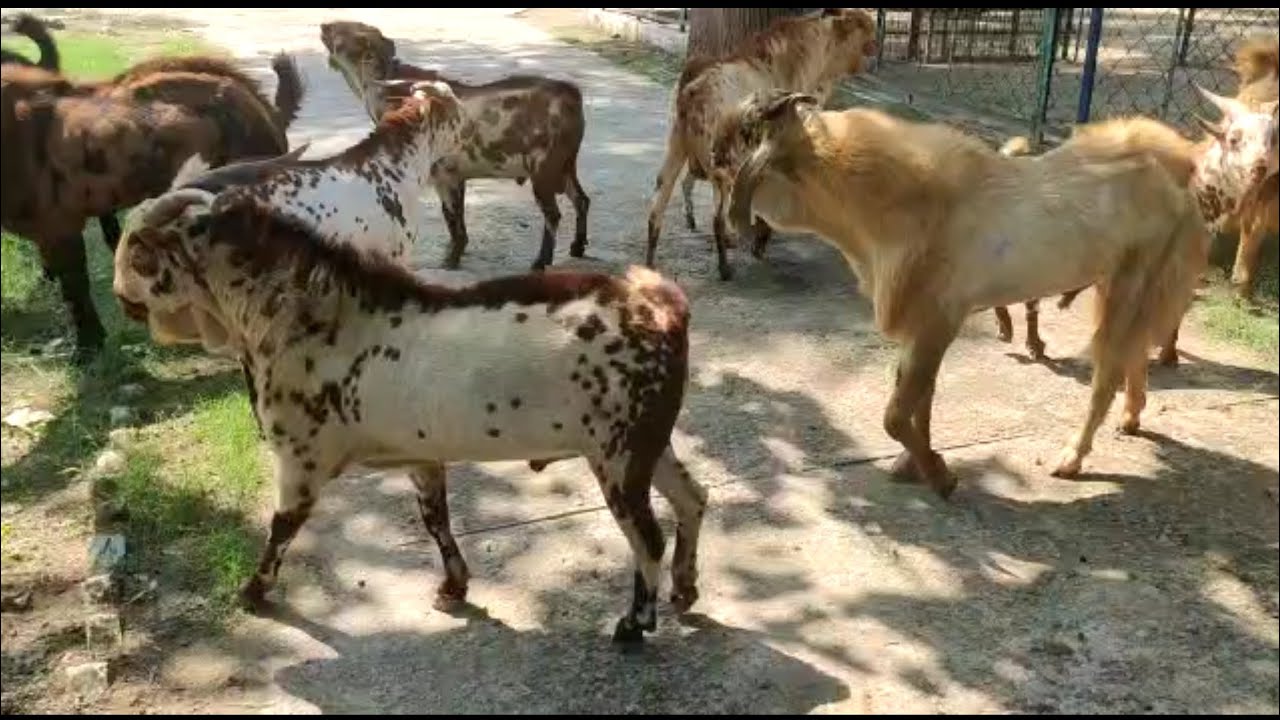 Bucks Of CIRG | Mathura Goats