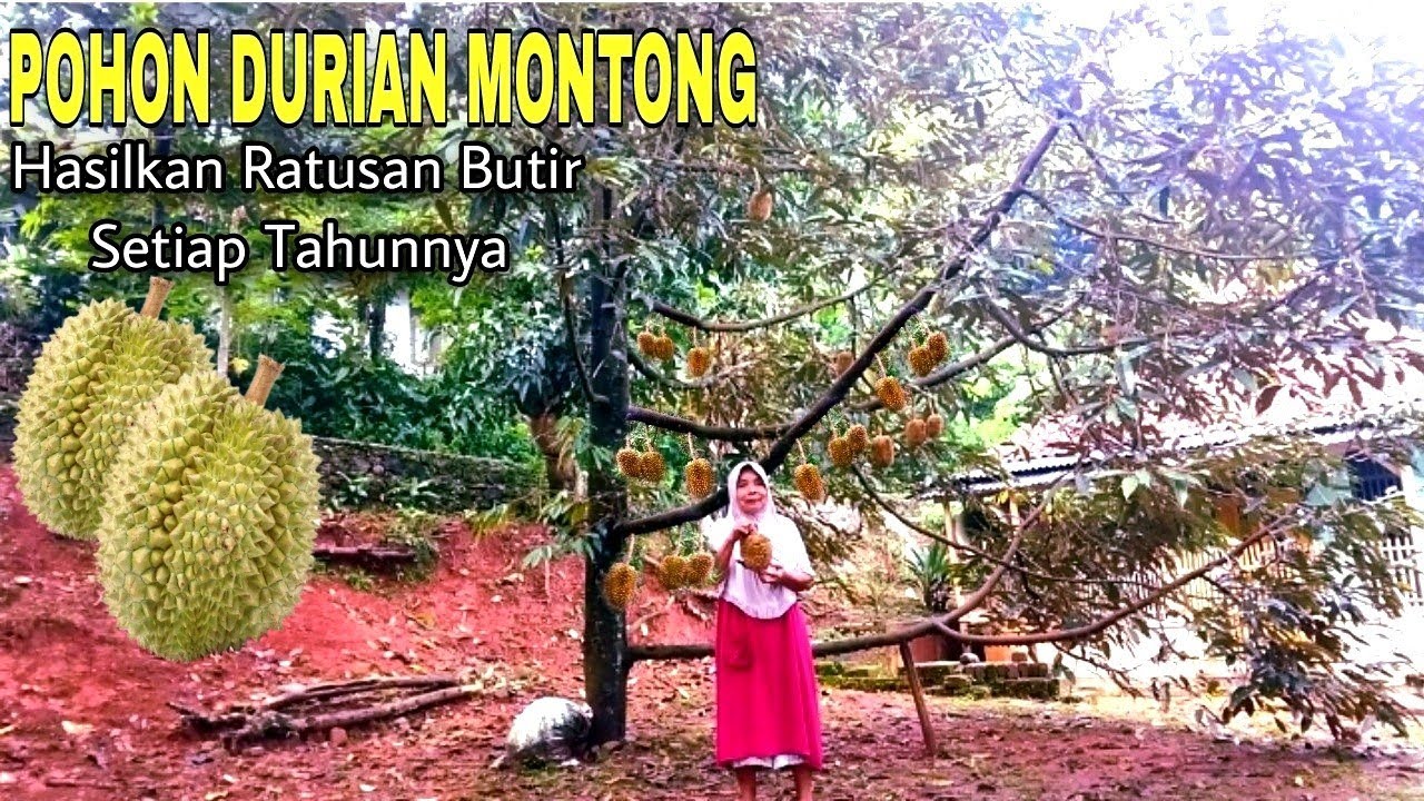 LUAR BIASA‼️Pohon Durian Montong Halaman Rumah Berbuah Lebat