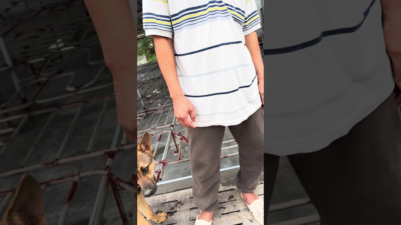 giới thiệu cho các bác quả chuồng phơi nắng cho ngan giai đoạn tháng cuối cho lên mã đẹp