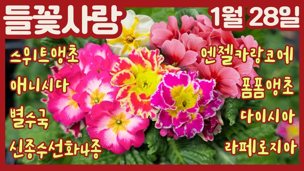 🌸들꽃사랑 1월28일 #스위트앵초 #애니시다 #별수국 #엔젤카랑코에 #코랄벨 #폼폼앵초 #신종수선화4종 #라페로지아 #다이시아 #가자니아 #향기수선화 #슈퍼벨 #gardening