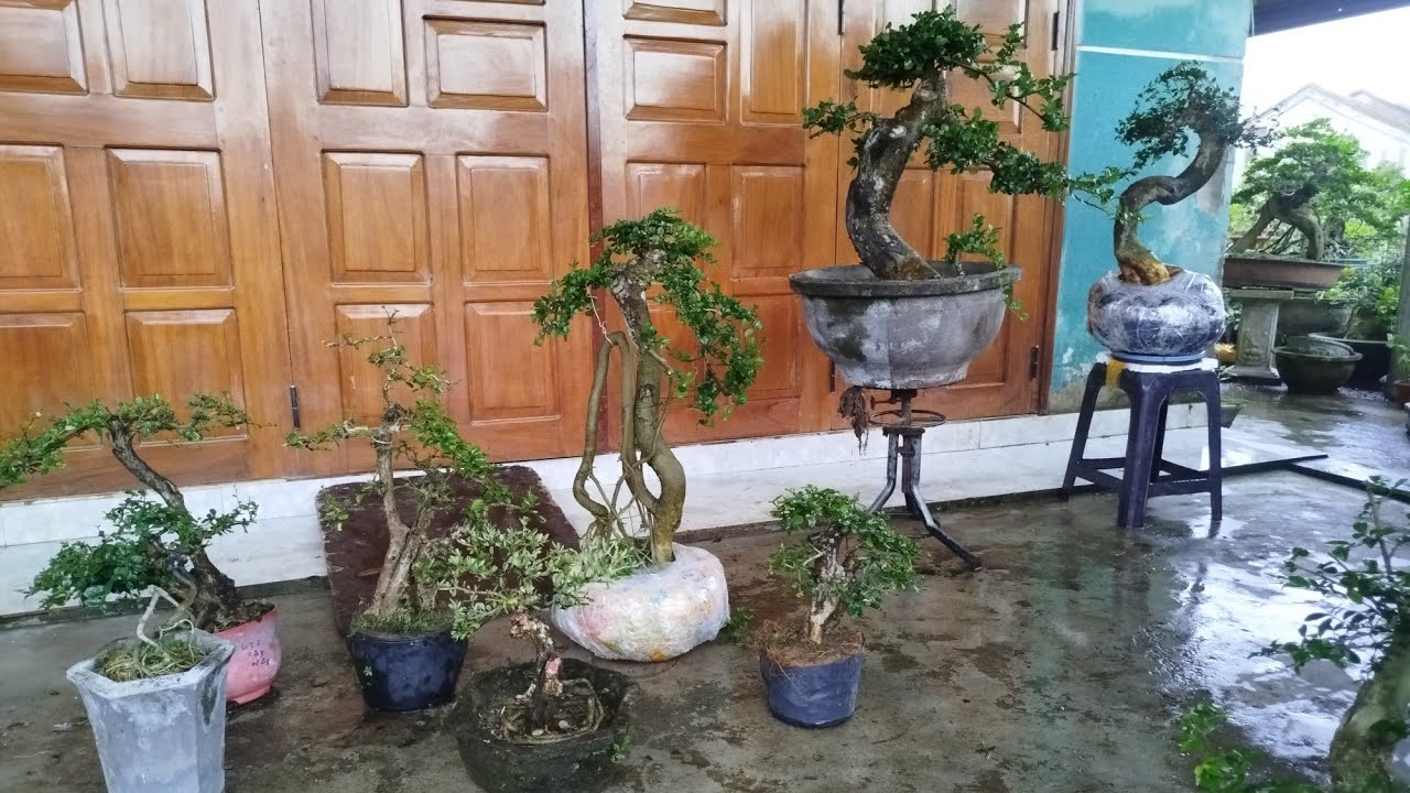 Chiều 14/3...#0349763373 .Gl duối Quái.trà phúc kiến.linh sam.sơn liễu.kim quýt...bao ship toàn Quốc