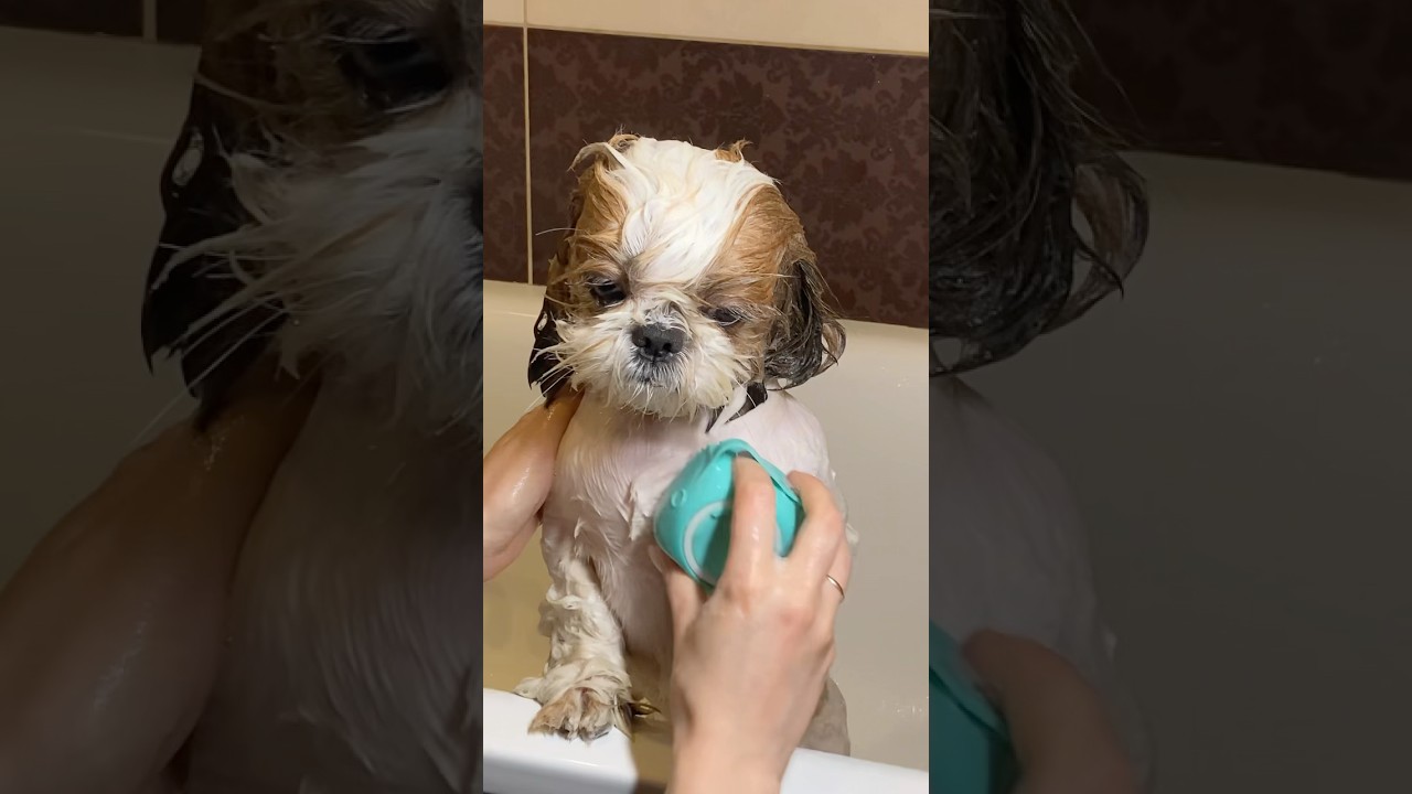 Perfect Shih Tzu Transformation😍 #grooming #dog #pets #puppy