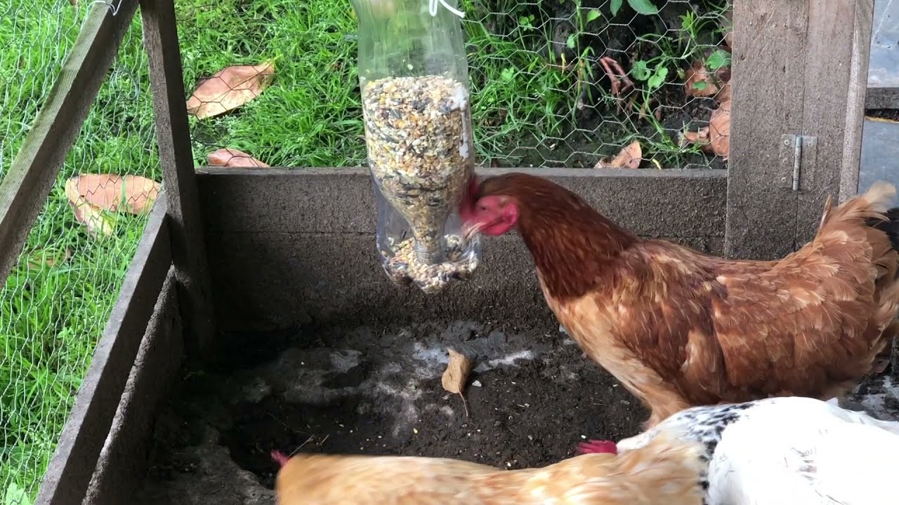 COMO FAZER COMEDOURO AUTOMATICO COM GARRAFA PET PARA GALINHAS / TUTORIAL AUTOMATIC BIRD FEEDER