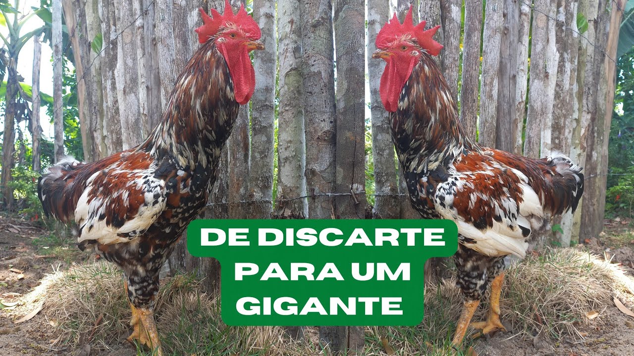 O frango gsb que era um discarte virou um gigante! galinha sertaneja balão 2023