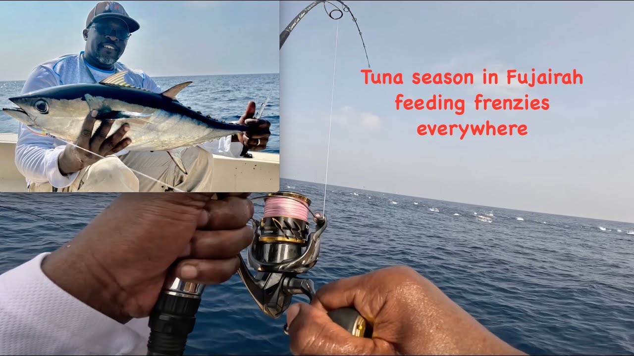 Tuna topwater madness in Fujairah #tuna  #fishing #fishingfanatics #youtube #bigfish #tiktok