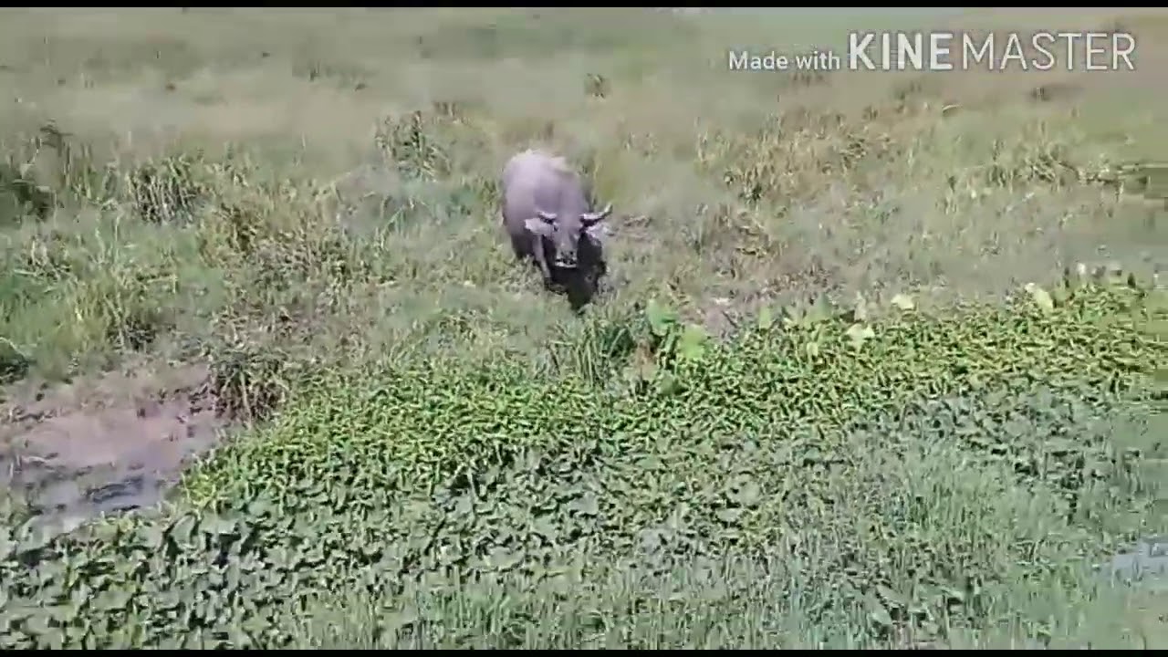 Keindahan KAMPUNG ARUR DALAN BARIO