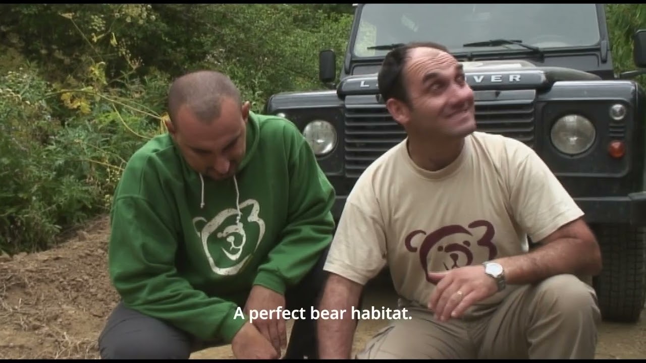 Bears in danger
