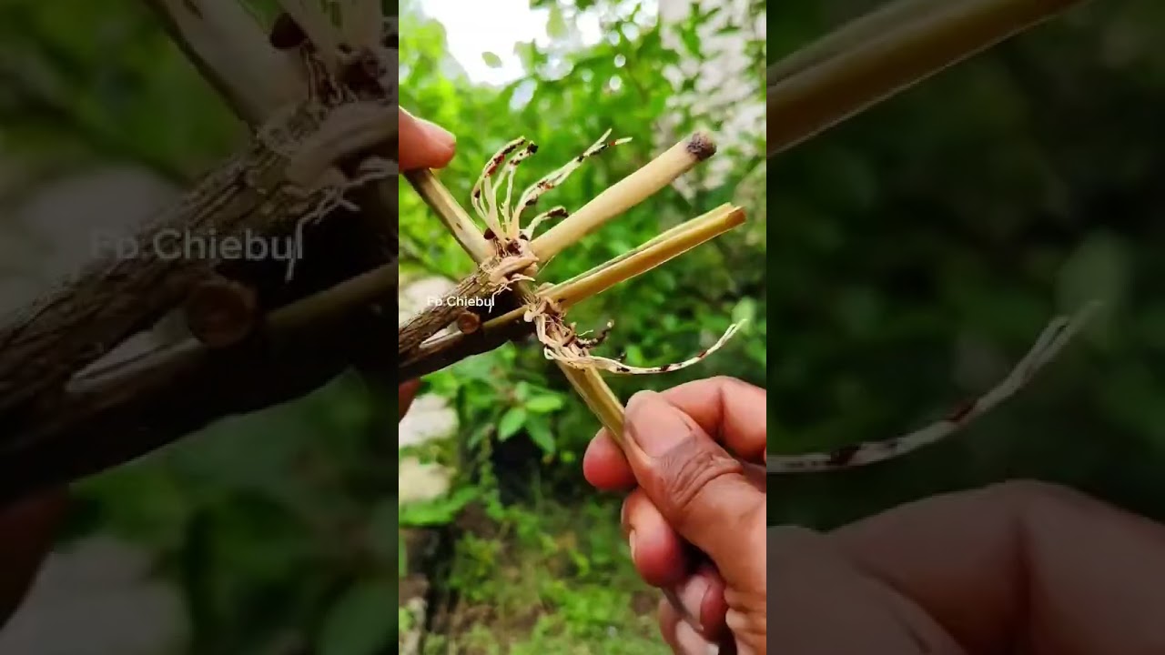 The Secret to Massive Bonsai Roots in Just 15 Days! 🌿