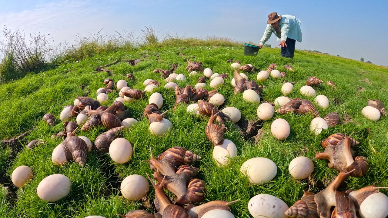 I Found Thousands of Giant Snails and Eggs in the Wild! 🐌🥚