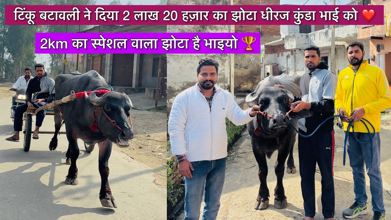 टिंकू बटावली ने दिया 2 लाख 20 हज़ार का झोटा धीरज कुंडा निखिल साधरा ने लिया 2km का चैंपियन झोटा लिया