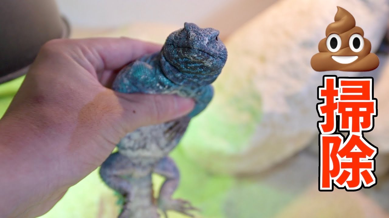 トカゲの💩掃除が楽しい♪【トゲオアガマアイランド】