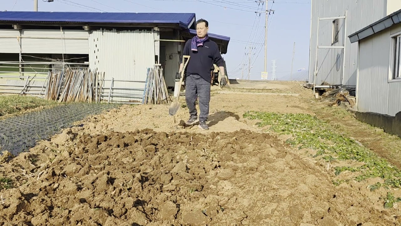 고향풍경 .. 수술하신 아버지와 허리 아프신 어머니를 대신하여 밭의 흙을 뒤집어요
