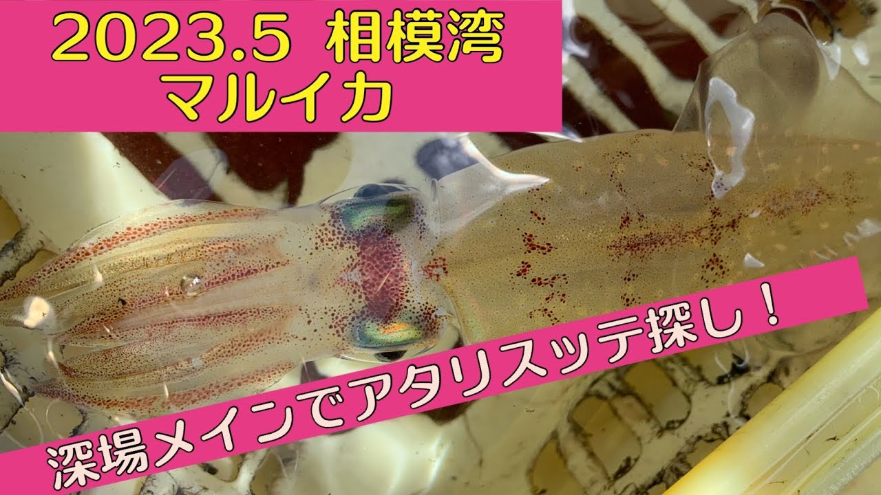 相模湾マルイカ！深場の極小アタリを捉えよ(´∀｀)