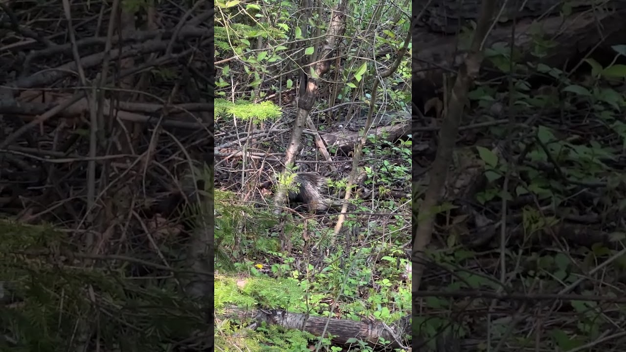 Porcupine climbing a tree?!