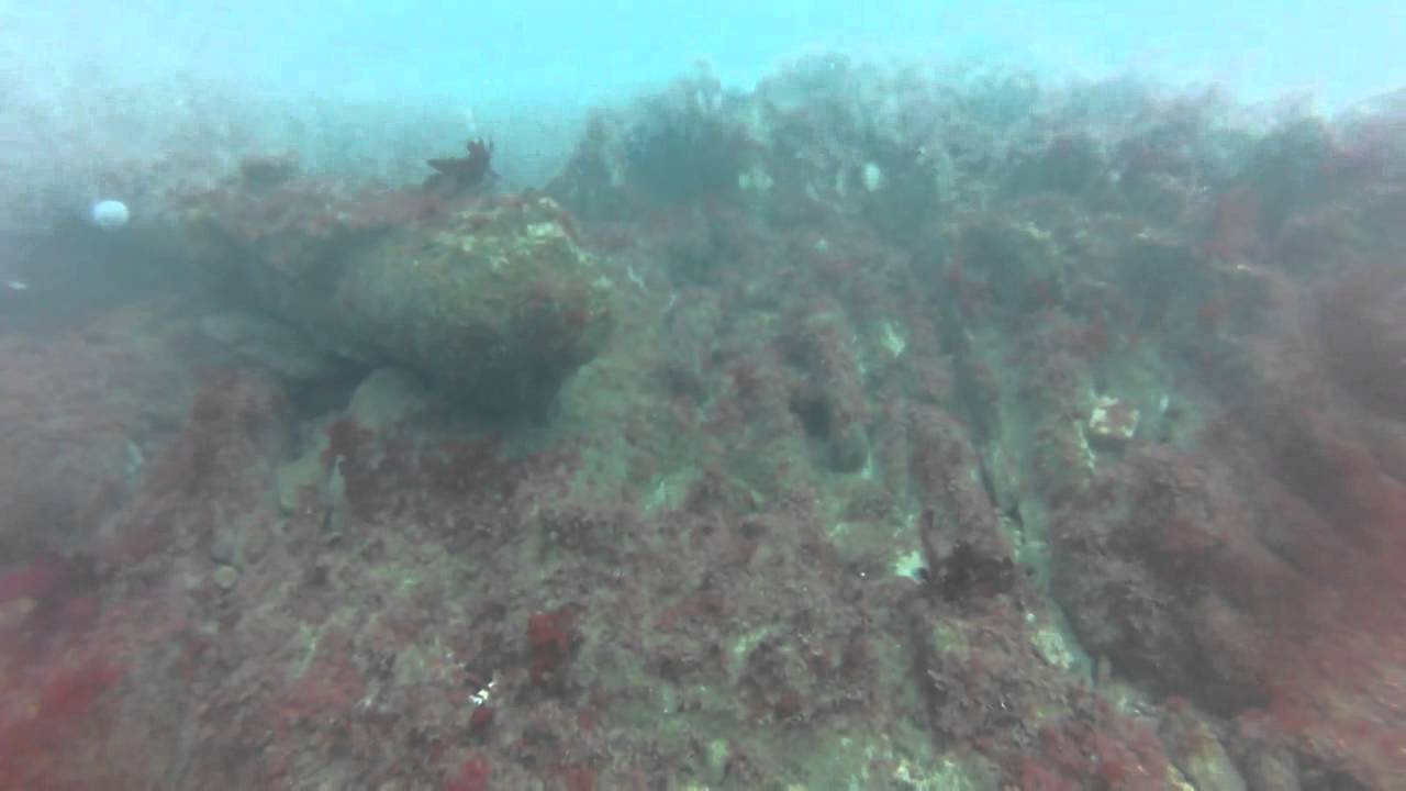 SSAC dive the Coronation