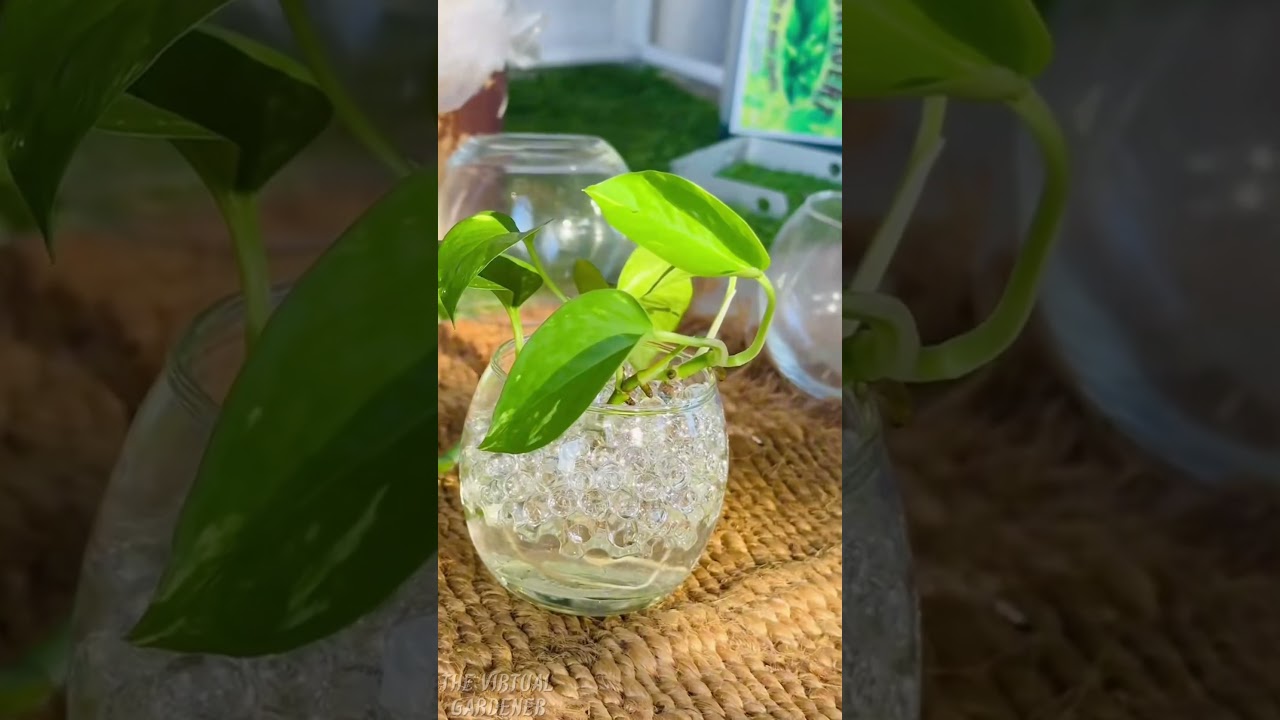 skip soil: grow your pothos in water