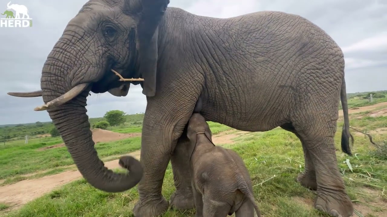 The Amazing Moment Baby Elephant Orphan, Phabeni Meets Lundi and Suckles From Her