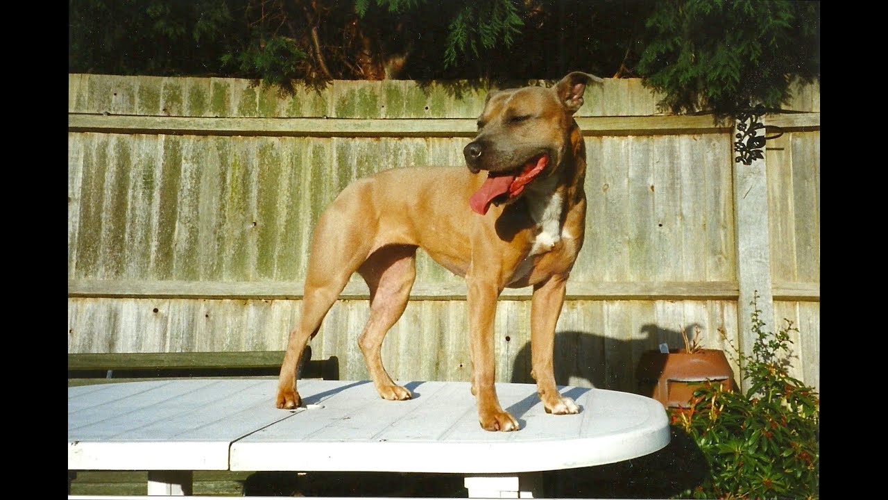 Ed Reid PitBull and SBT Arena dog show 1992 ish