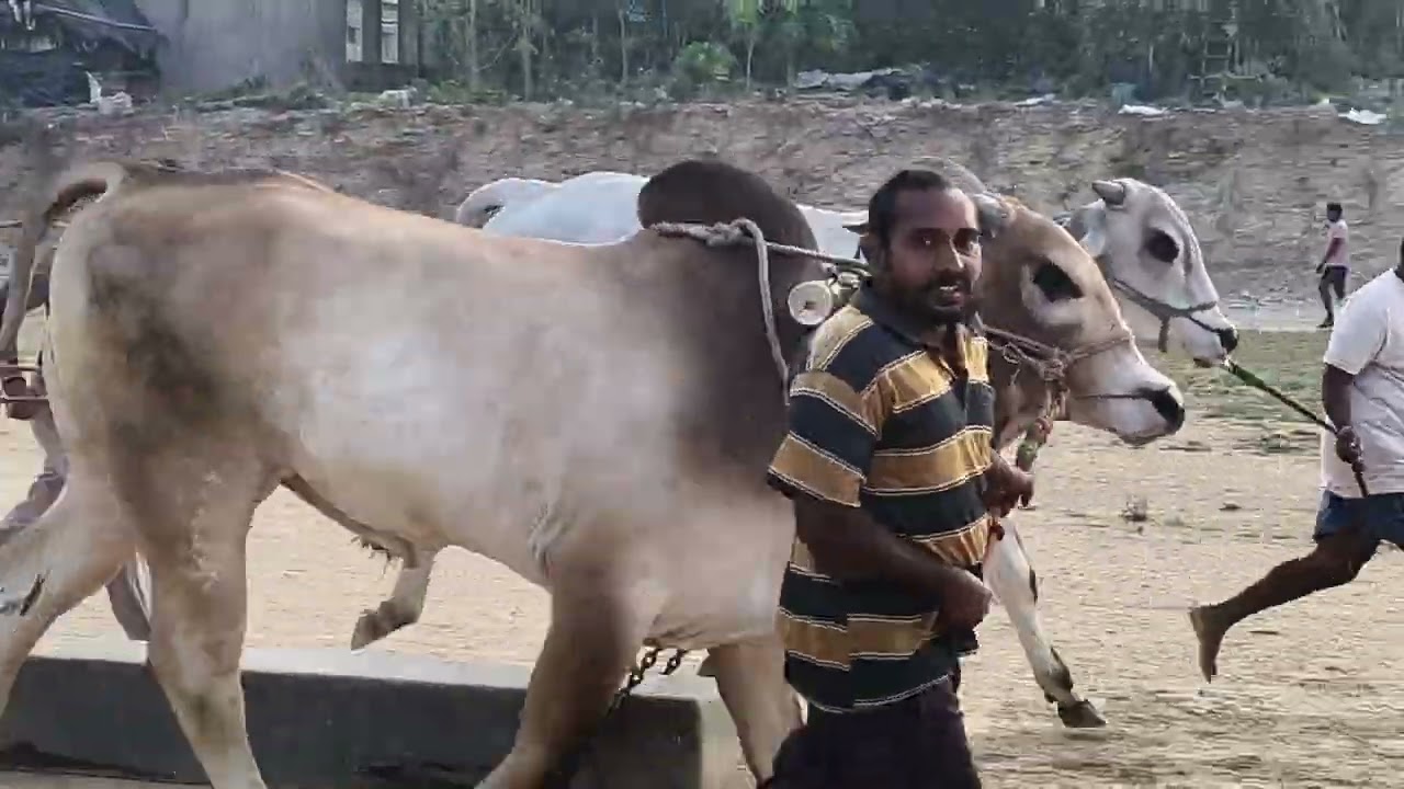 February 12, 2026 S. R. G. bulls  రెండు పండ్లు బేటా వీడియో 