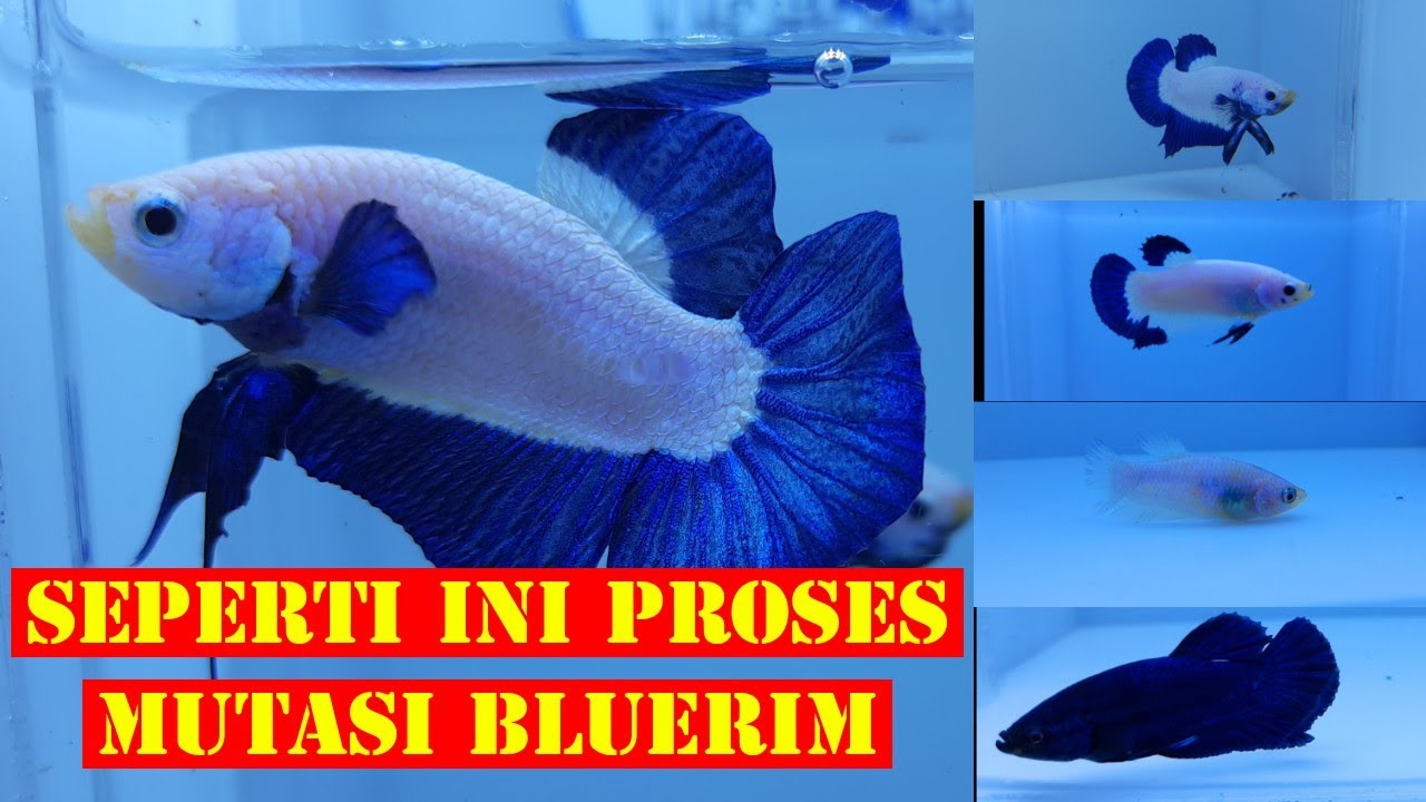 PROSES MUTASI IKAN CUPANG BLUERIM!!! | BLUERIM TOP GRADE lie betta