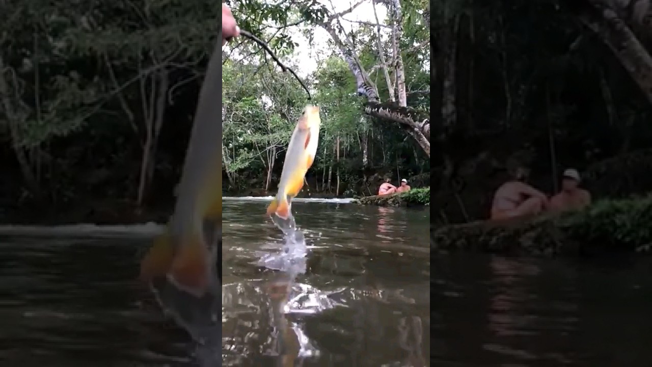 peixe pulando! espet&aacute;culo