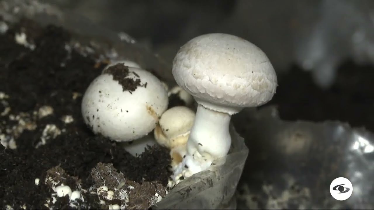Claves del cultivo de champi&ntilde;&oacute;n - La Finca de Hoy