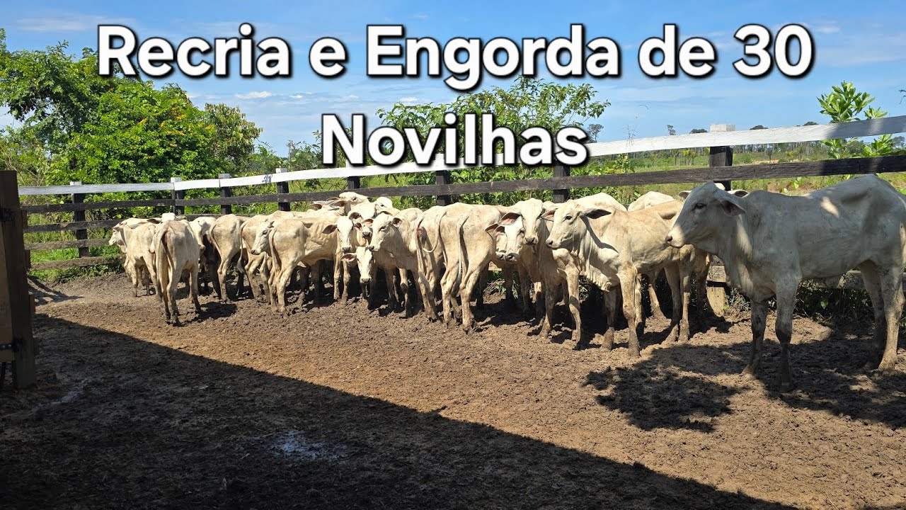 Investir 45 mil em 30 Novilhas , qual minha Expectativa de Retorno?