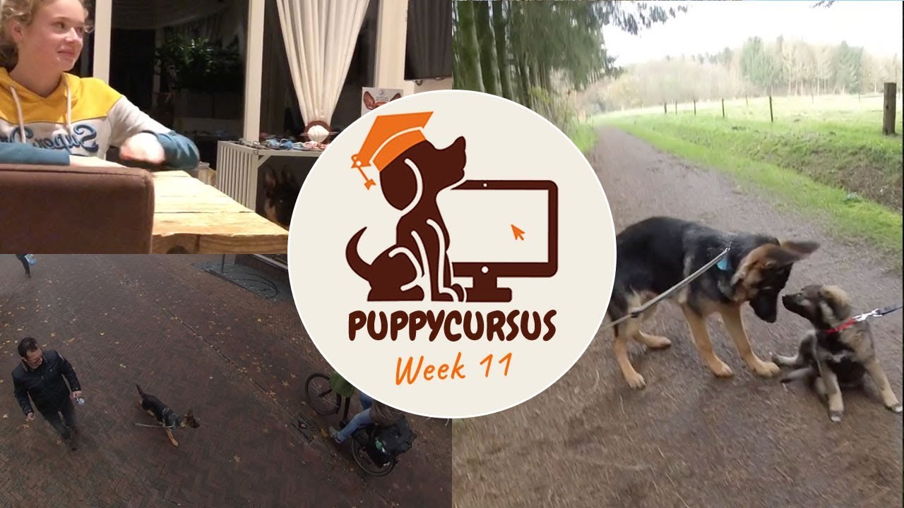 Online puppycursus week 11 - Visite ontvangen - Harley krijgt een schok:-(