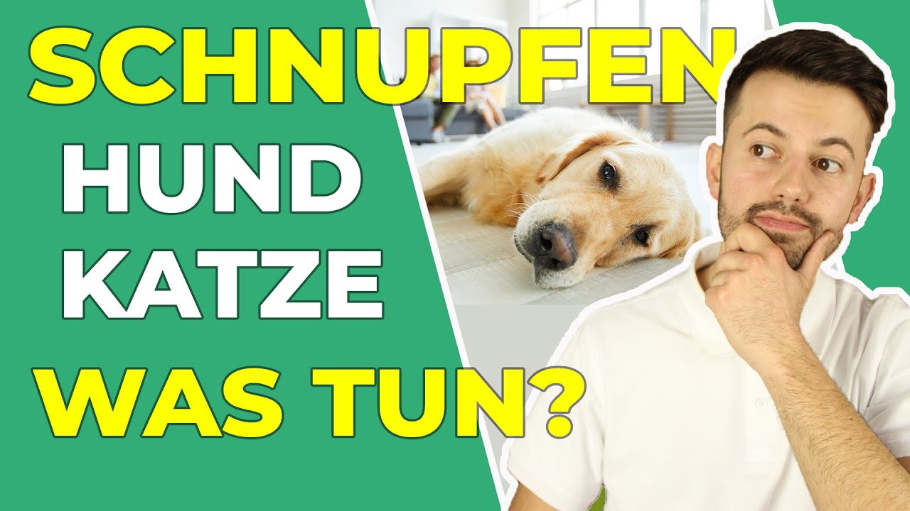 Schnupfen bei Hund und Katze: erkennen, behandeln und vorbeugen!!
