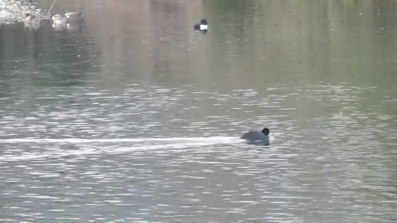 Y0092　Oita River　A flock of Coots swimming upstream to their Feeding Grounds