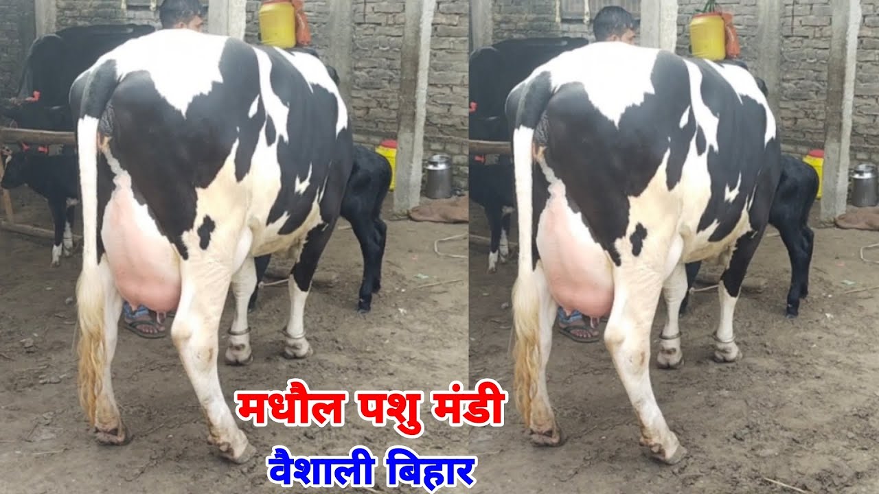जनवरी महीना के लास्ट में जाने मधौल पशु मंडी वैशाली बिहार से एक अच्छी तरह कि गाय का डिटेल. #cow #gay 