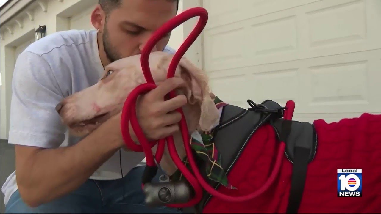 Miami-Dade man adopts dog abandoned in Sweetwater