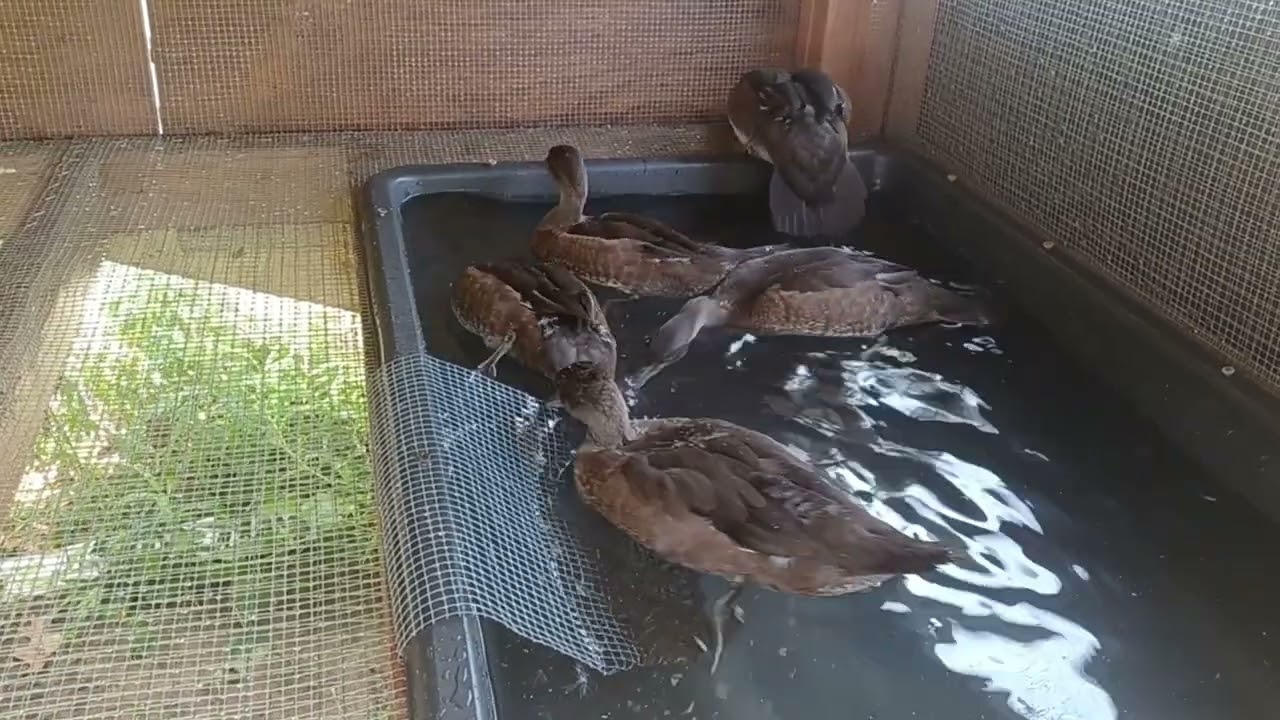 Wood duck  Hooded merganser hybrids.