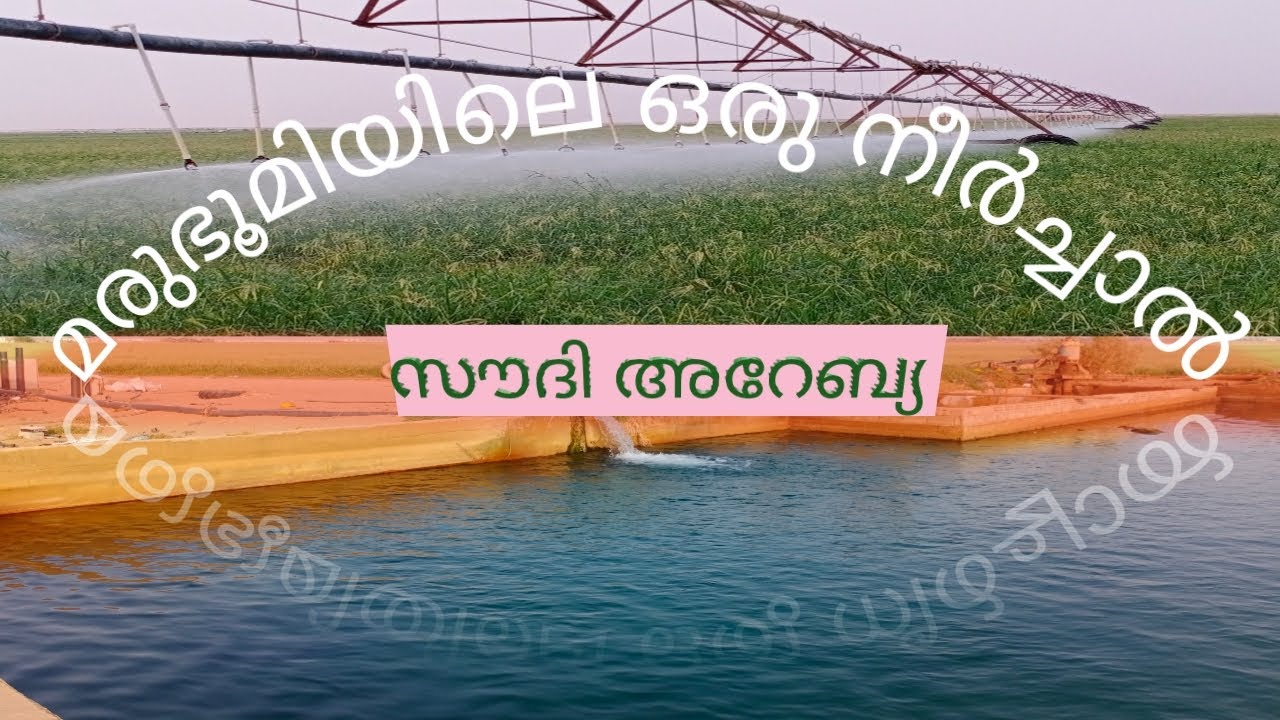 Marubhumiyule oru nirchal....//മരുഭൂമിയിലെ ഒരു നീർച്ചാൽ¥......... സൗദി അറേബ്യ