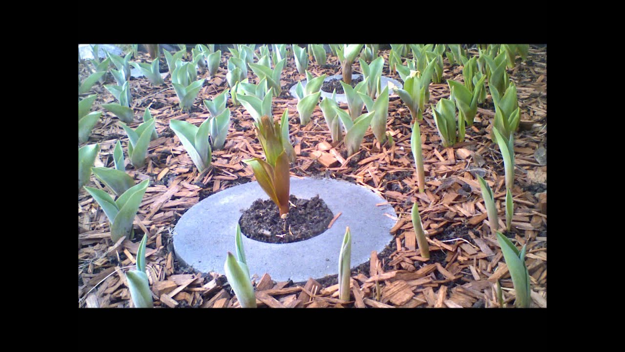 Growing Fritillaria #timelapse