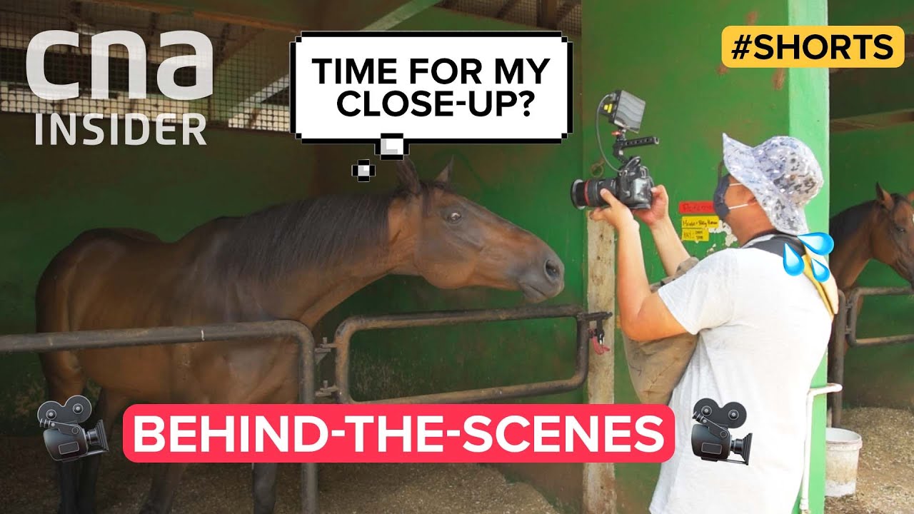🙋🏻‍♀️Me: Getting my vaccine. | 🐴Horses: Us too. #shorts