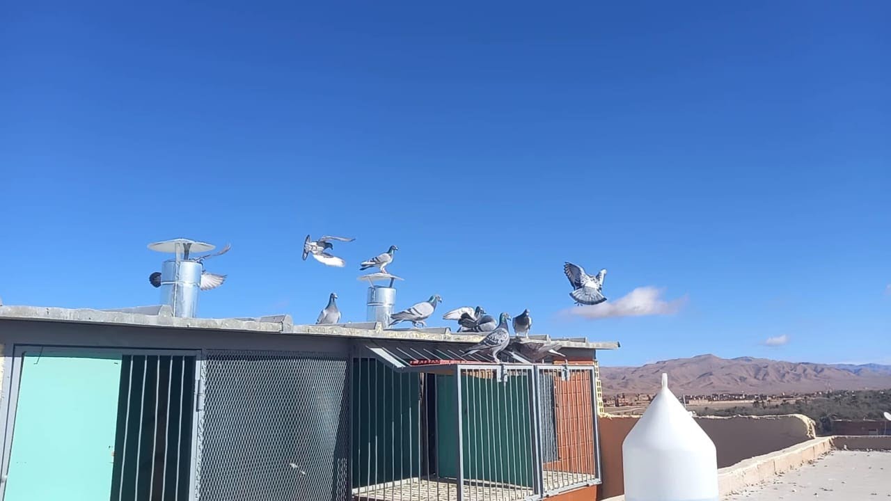 إنتضار دخول الحمام🕊🕊 من أخر تدريب 62 كلم . تدريب لم يكن بالسهل الله يسخر إن شاءالله 🤲🤲