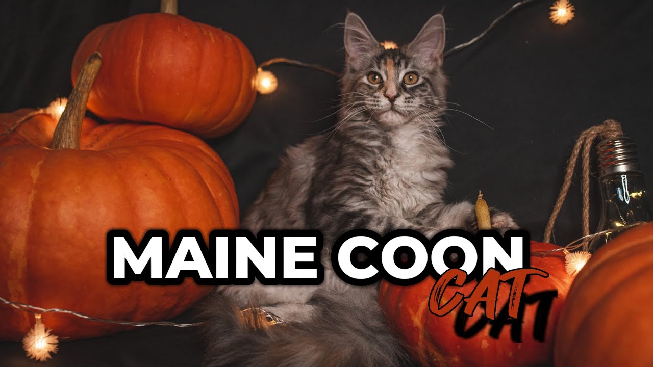 ВСЁ О ПОРОДЕ МЕЙН-КУН! И ДАЖЕ БОЛЬШЕ #мейнкун #котики