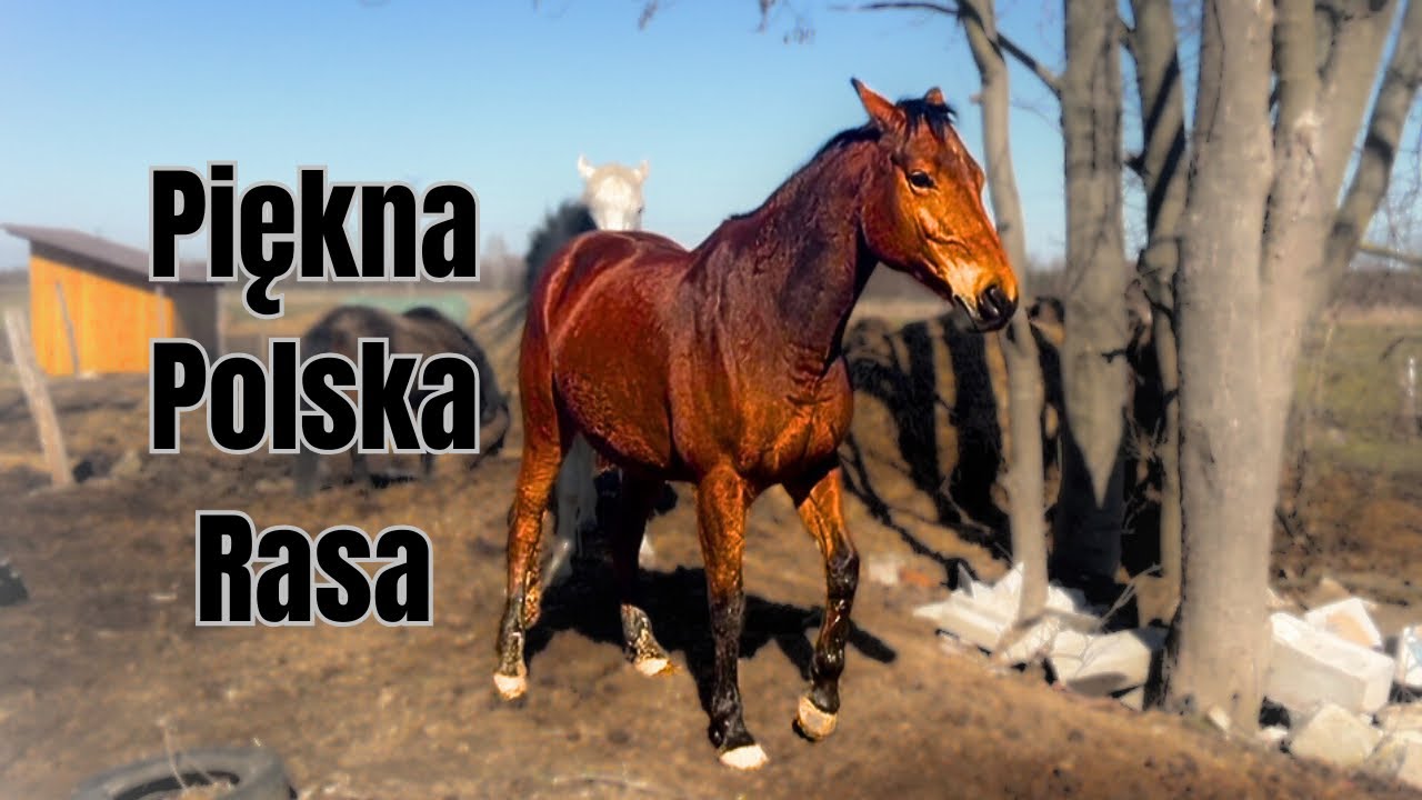 Konie Rasy Małopolskiej - Ciekawostki !