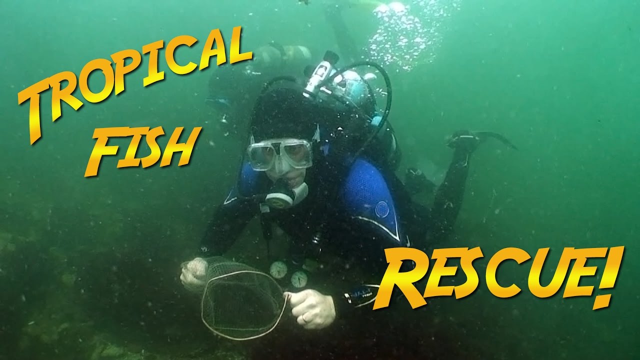 Tropical Fish Rescue | JONATHAN BIRD'S BLUE WORLD
